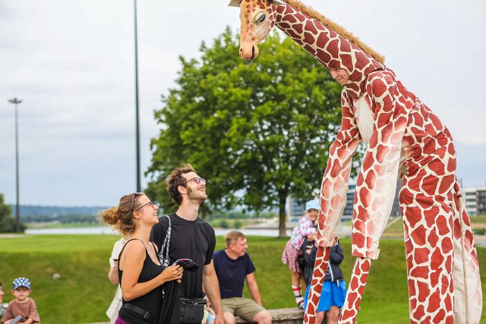 Kauniečius džiugina festivalio „ConTempo“ žirafos