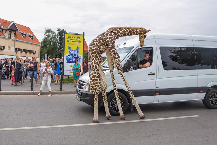 Kauniečius džiugina festivalio „ConTempo“ žirafos